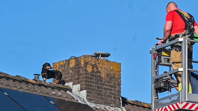 Teckel in Nijmegen wordt van dak gered door brandweer