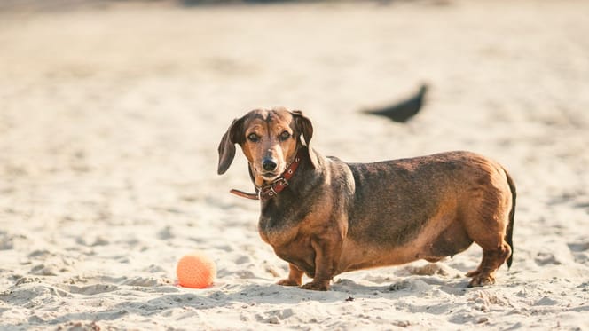 Overfed Dachshund