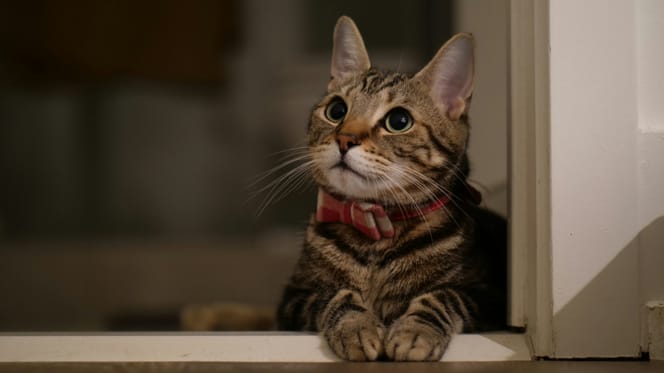 Teken de petitie tegen het afschieten van katten