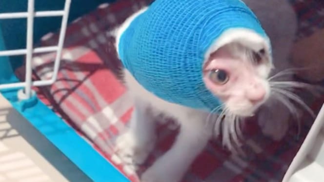 Teresita la chatte