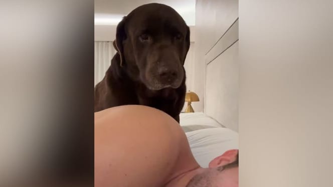 terral-perro-pablo-alboran