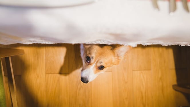 terremoto-granada-que-hacer-con-tu-perro