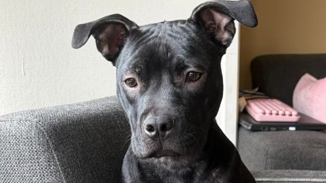 Terrier Houdini verdween en staat dag erna op marktplaats