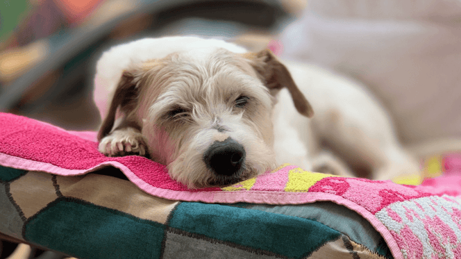 Terrier lying on a towel in the summer