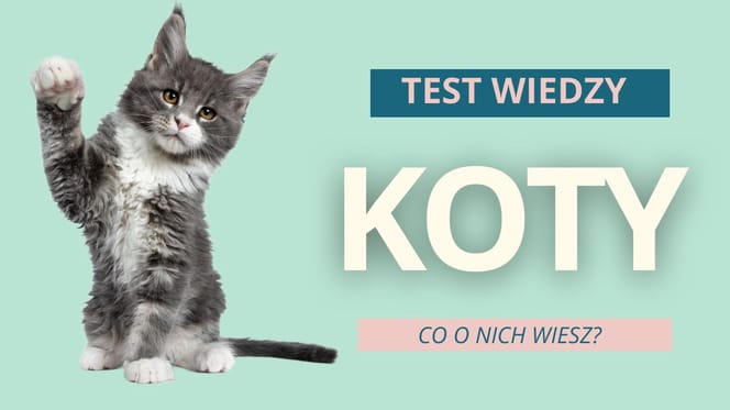 Test wiedzy o kotach quiz