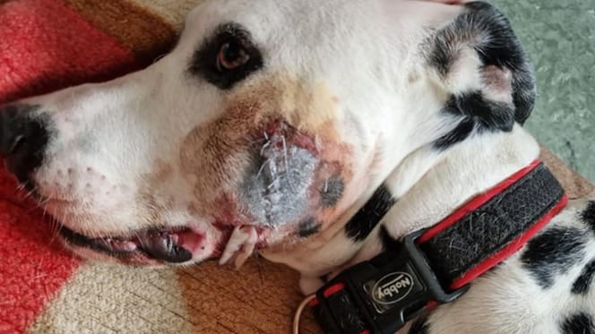 Cabeza de un perro de raza dálmata con puntos de sutura