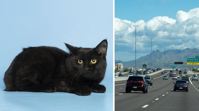 Die schwarze Katze, die auf die Autobahn geworfen wurde