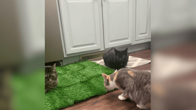 Three cats inspecting fake grass