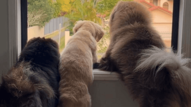 Three dogs looking out of the window