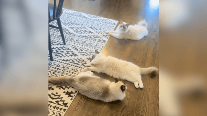 Three Ragdoll cats lying on the kitchen floor