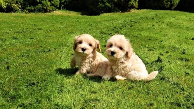 Tientallen zieke pups in Brabant. Wat speelt er?