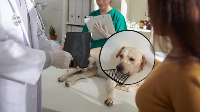 Tierarzt sieht sich Röntgenbild an