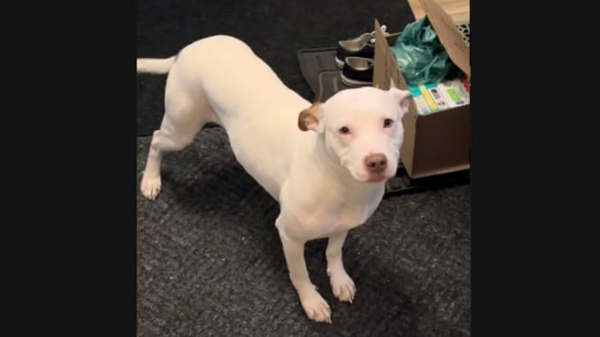 Suczka ze schroniska w nowym domu