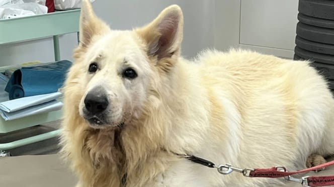 Tierheim-Hund Alaska