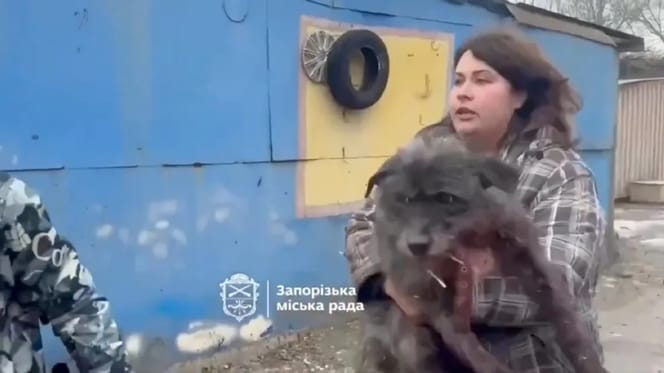 Tierschützerin trägt verletzten Hund