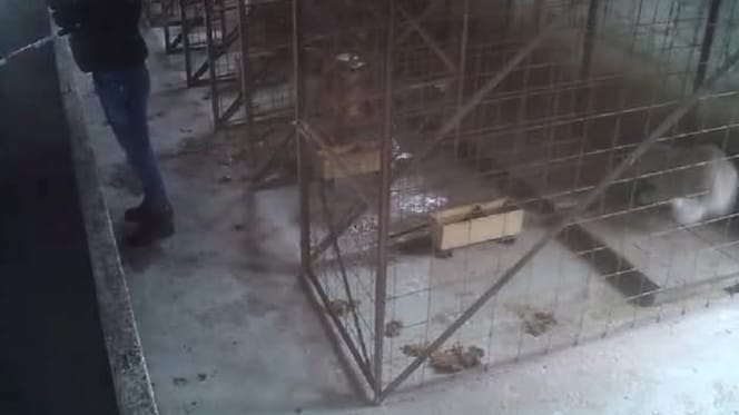 Tierschutzskandal in Rumänien