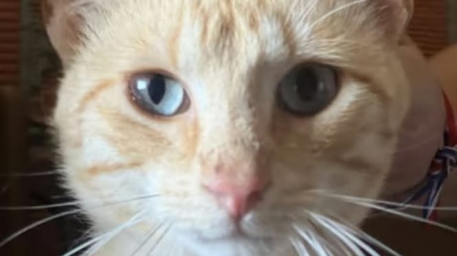 tiki-gato-adopcion