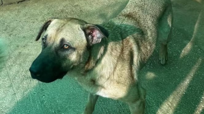 tina-perra-adopcion-mazarron