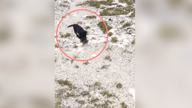 Cachorro negro diminuto abandonado en la playa