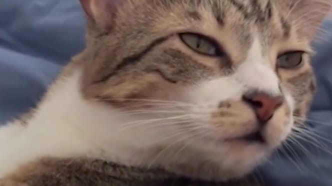Toby le chaton