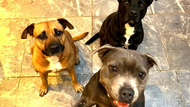 Tom en zijn drie Engelse Staffords werden geweigerd op hun vlucht