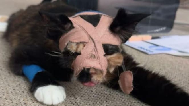 Tortoiseshell cat after surviving balcony fall