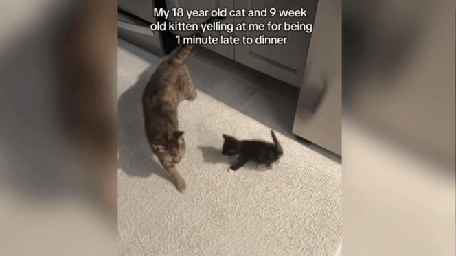 Tortoiseshell cat and little kitten in living room