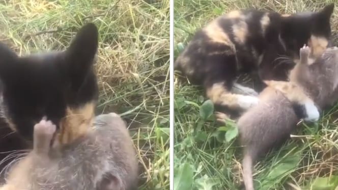 Chat écaille de tortue toilettant un rat