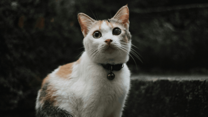 Tortoiseshell cat looking at camera