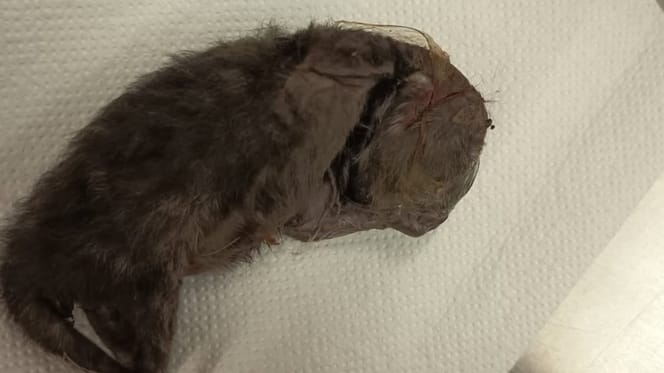 Totes Katzenbaby