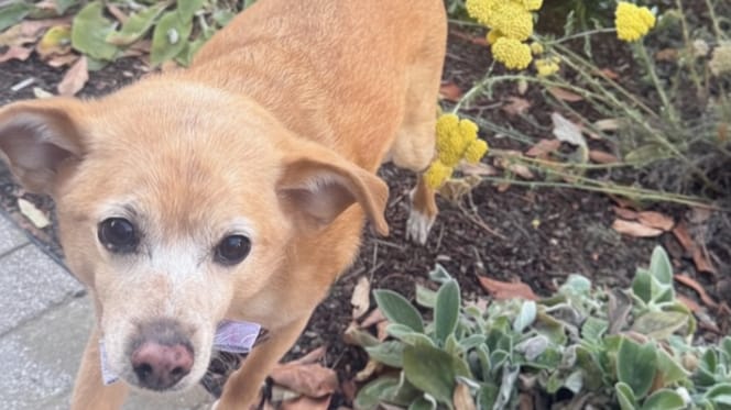 Toulouse, de hond van Ariana Grande