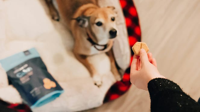 traktatie voor hond