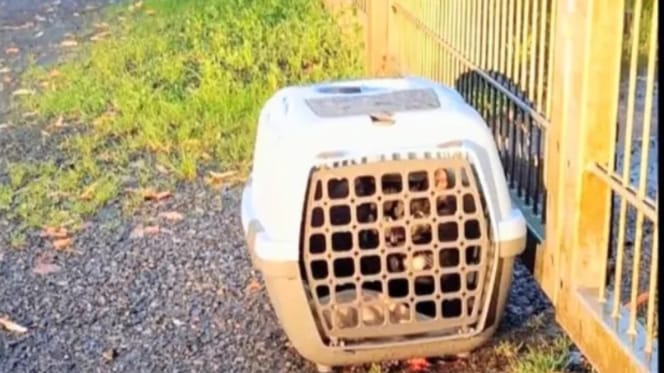 Transportbox am Tierheim-Zaun abgestellt