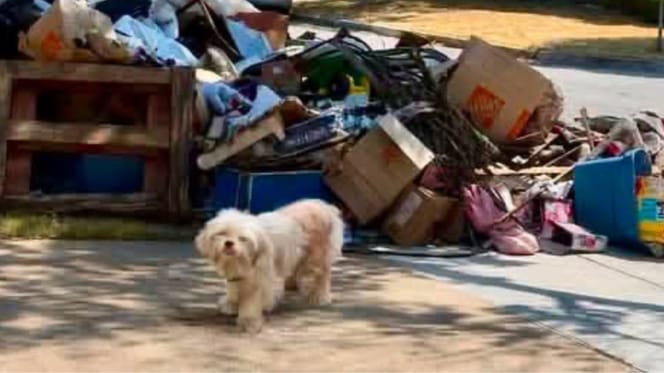 Treasure the dog