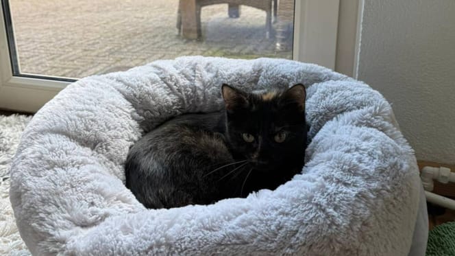 Treinpoes Sprinter is geadopteerd