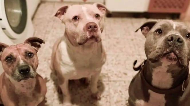 Three Pitbull-type dogs