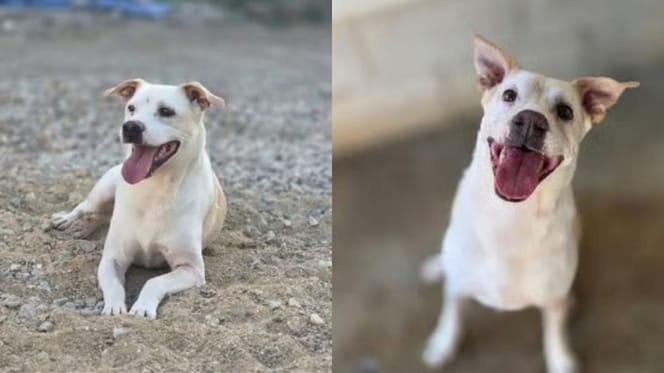 truco-perro-en-adopcion-sevilla