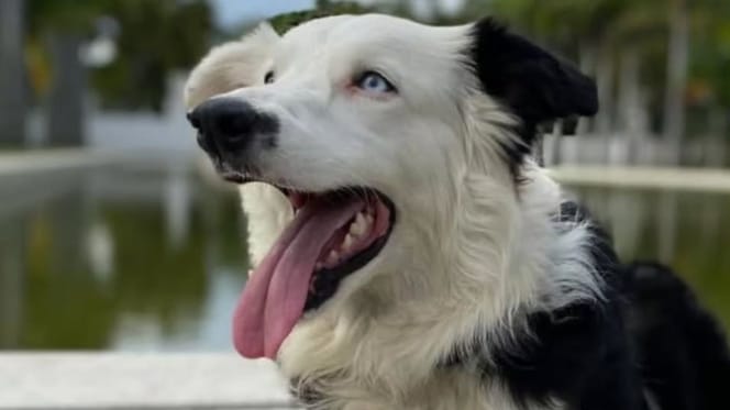 Tsunami, chien héros