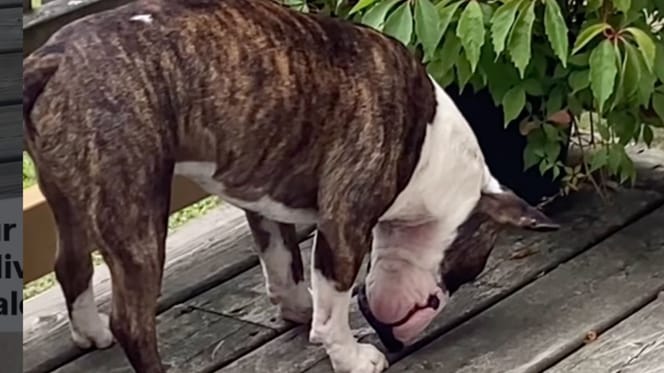 Bull Terrier Tucker