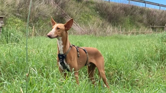turron-perro-adopcion-valencia