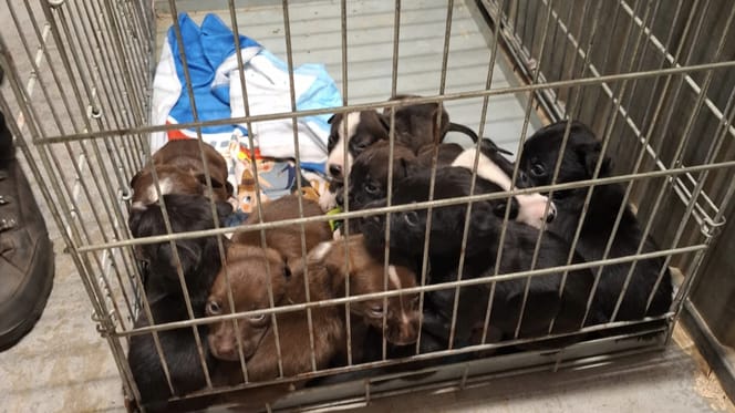 Twaalf honden en pups weggehaald in ernstig vervuild huis in Nijmegen