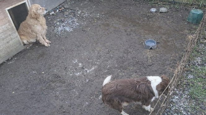 Twee honden gered uit erbarmelijke omstandigheden