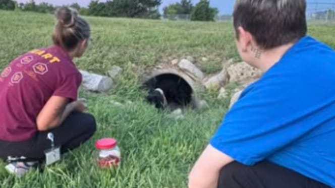 Two rescuers looking at puppy in storm drain in field