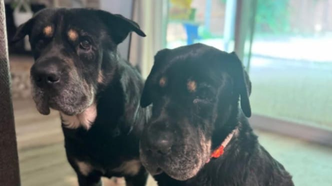 Two shar-pei, German shepherd and rottweiler mixes