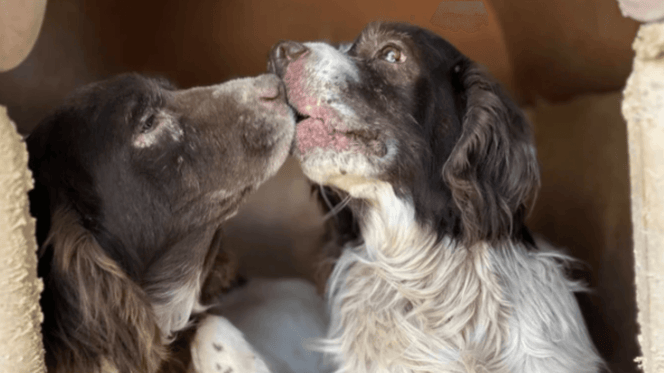 Two Springer Spaniels waiting to find their home