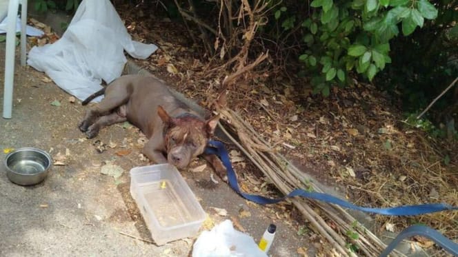 Dog tied up in blazing sun