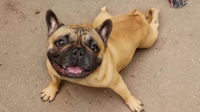 Udo, de Franse Bulldog die overleed in België door verwaarlozing