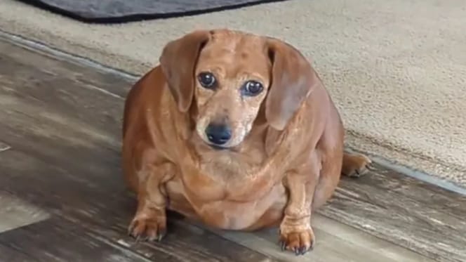 Teckel met ernstig overgewicht