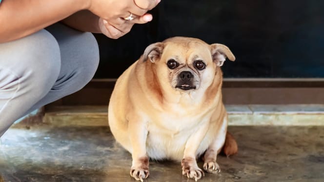 Übergewichtiger Hund