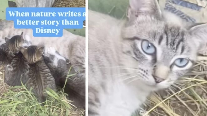 Überraschung im Katzen-Nest